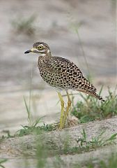 Spotted Thick-knee